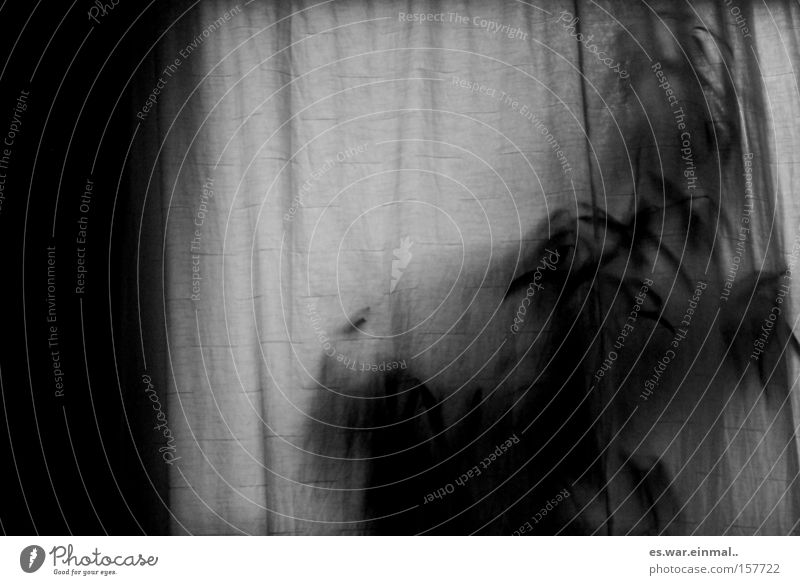 behind. Pflanze Sträucher Blatt Grünpflanze Fenster Wintergarten Vorhang dunkel Traurigkeit Trauer Schmerz Sehnsucht Angst bequem geheimnisvoll Leben Stil