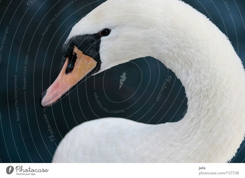 liebesvogel #5 Schwan elegant Tier Schnabel Hals Vogel Feder weiß schön ästhetisch Stolz Kopf Wasser