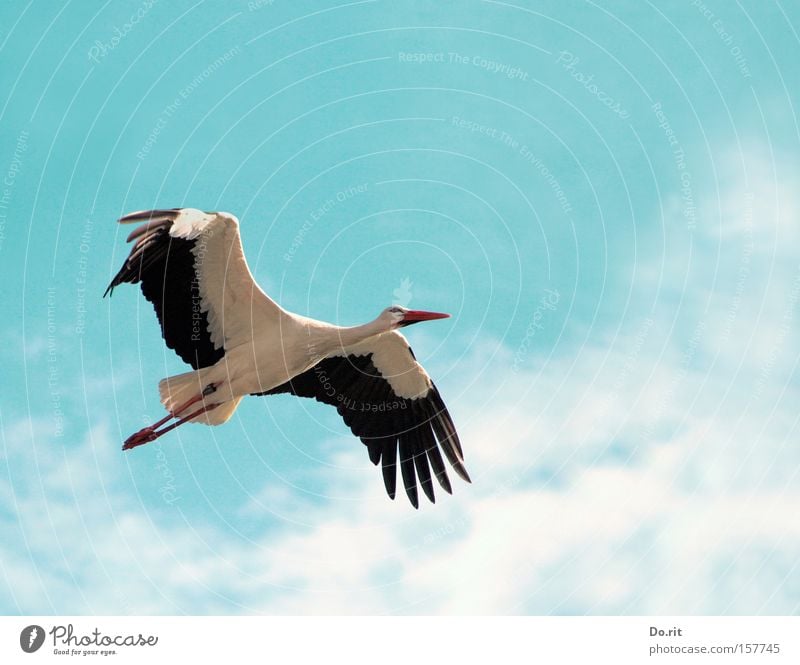 Hoch hinaus Farbfoto Außenaufnahme Luftaufnahme Tag Schatten Tierporträt Ganzkörperaufnahme Blick nach vorn ruhig Ausflug Ferne Geburtstag Luftverkehr fliegen