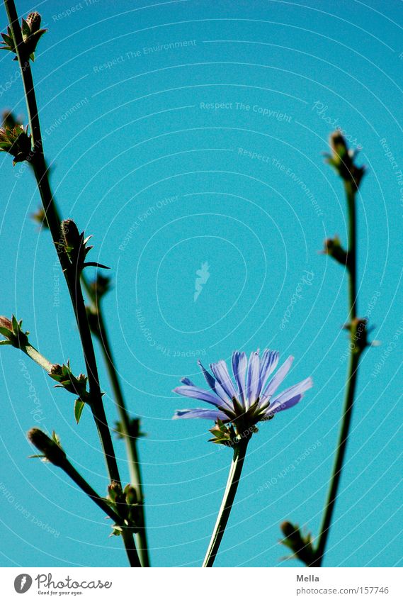 Blau! Wegwarte blau Blume Blüte Himmel Sommer Blühend Stengel Lampe