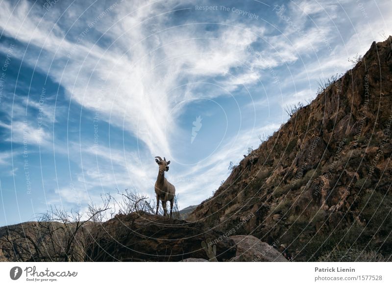 Bighorn Sheep Gesundheit Leben harmonisch Wohlgefühl Zufriedenheit Sinnesorgane Ferien & Urlaub & Reisen Abenteuer Expedition Sommer Berge u. Gebirge Umwelt