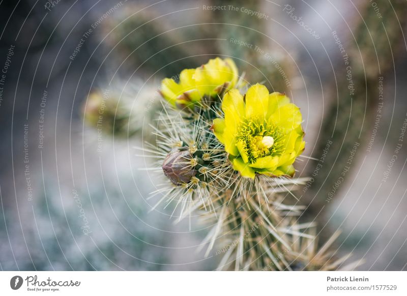 Wüstenblüte Ferien & Urlaub & Reisen Expedition Sommer Umwelt Natur Pflanze Urelemente Wärme Dürre Blüte Wildpflanze exotisch ästhetisch authentisch