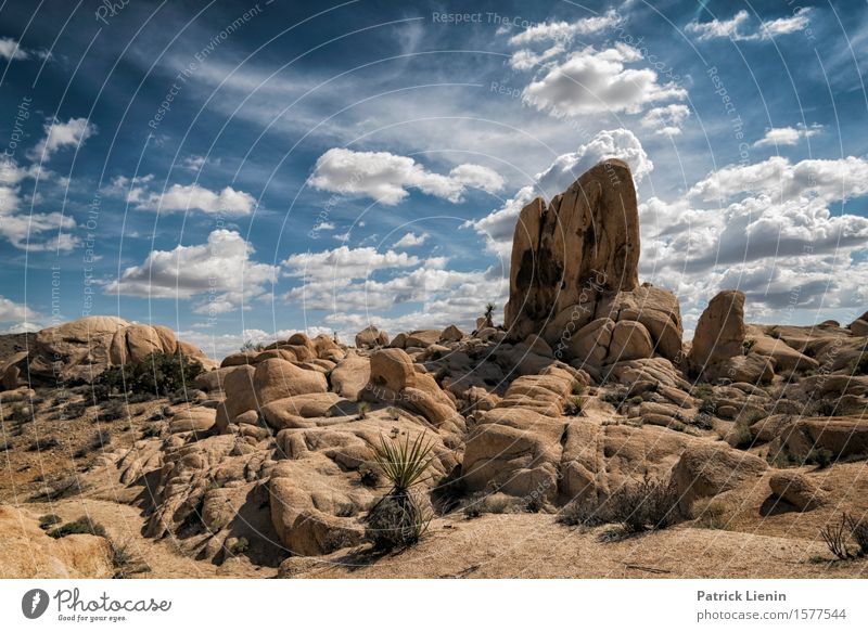 Joshua Tree National Park Lifestyle schön Ferien & Urlaub & Reisen Abenteuer Ferne Freiheit Expedition Sommer Berge u. Gebirge Umwelt Natur Landschaft