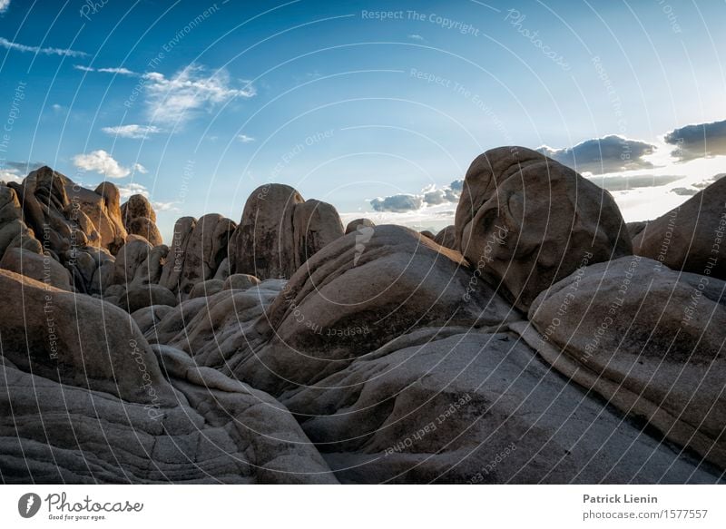 Joshua Tree National Park schön Leben harmonisch Wohlgefühl Zufriedenheit Sinnesorgane Erholung Ferien & Urlaub & Reisen Abenteuer Ferne Expedition Sommer