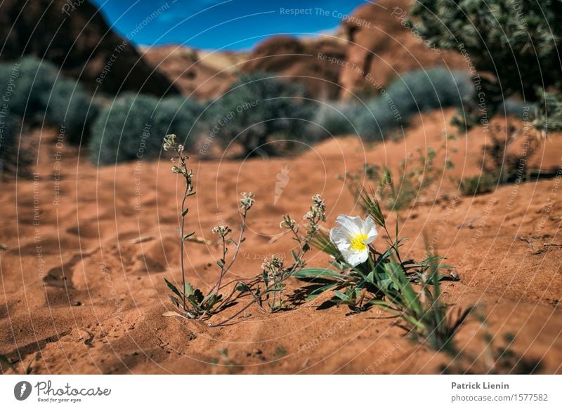 Desert Sand schön harmonisch Zufriedenheit Sinnesorgane Erholung Ferien & Urlaub & Reisen Abenteuer Expedition Sommer Berge u. Gebirge Umwelt Natur Landschaft