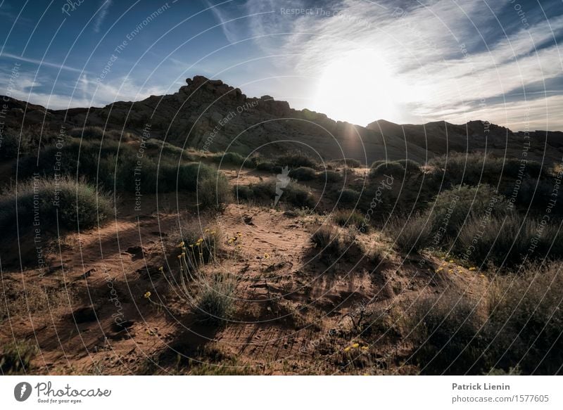 Desert Evening schön Ferien & Urlaub & Reisen Abenteuer Ferne Expedition Sommer Sonne Berge u. Gebirge Umwelt Natur Landschaft Pflanze Urelemente Erde Himmel