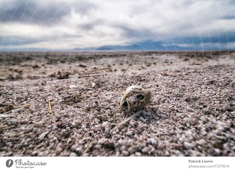 Dead Fish schön Leben Ferien & Urlaub & Reisen Abenteuer Ferne Expedition Sommer Strand Berge u. Gebirge Umwelt Natur Landschaft Urelemente Himmel Wolken