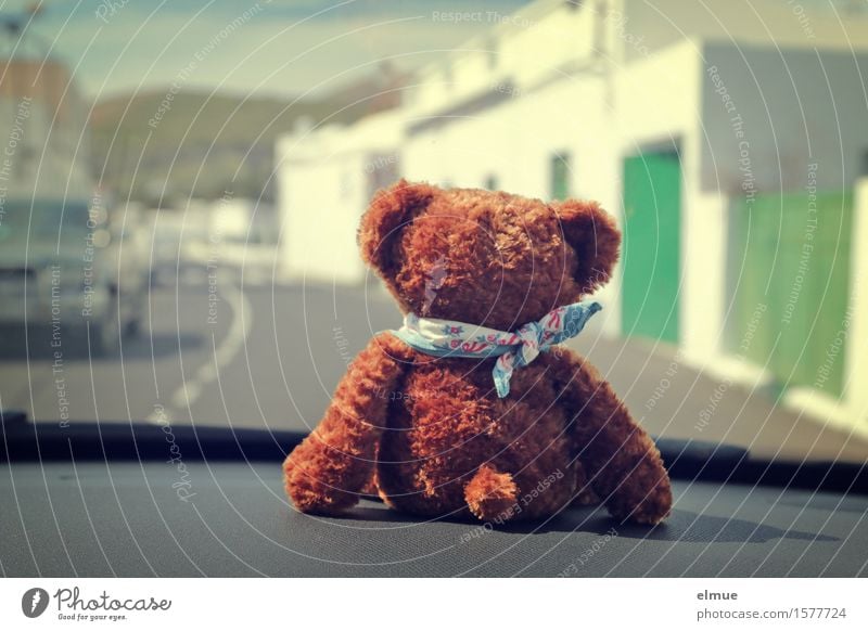 Teddy Per macht Urlaub (4) Ausflug Sightseeing Sommerurlaub Autofahren Straße Fahrzeug Teddybär Stofftiere Mitfahrgelegenheit Mitfahrer genießen Blick sitzen