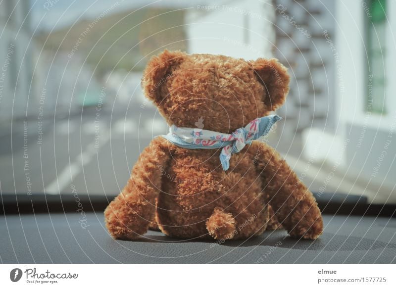 Teddy Per macht Urlaub (3) Ferien & Urlaub & Reisen Ausflug Abenteuer Sightseeing Sommerurlaub Autofahren Straße Teddybär Stofftiere beobachten Blick sitzen