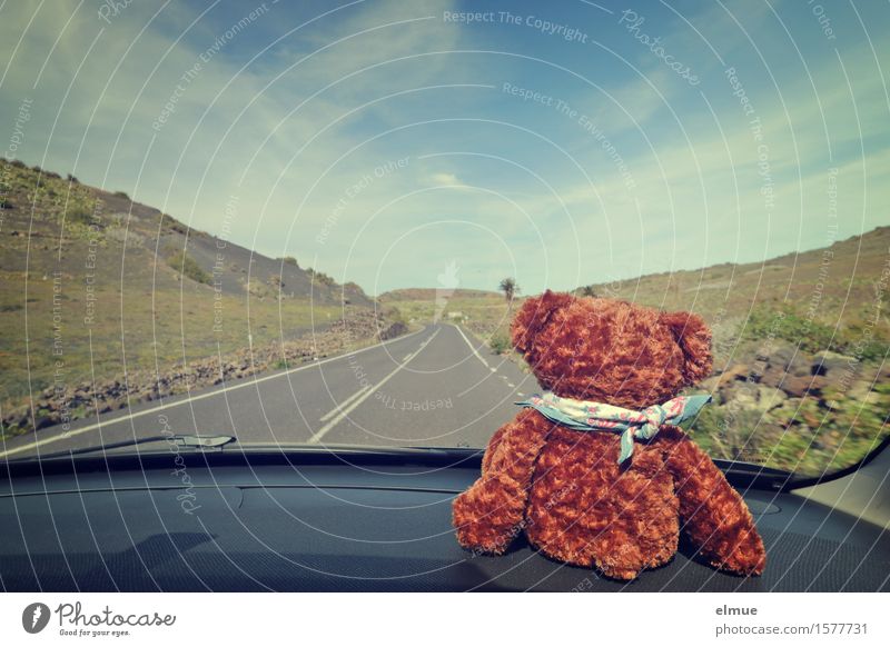 Teddy Per macht Urlaub (16) Ferien & Urlaub & Reisen Ausflug Ferne Sommerurlaub Himmel Wolken Autofahren Straße Teddybär Stofftiere Blick sitzen niedlich Freude