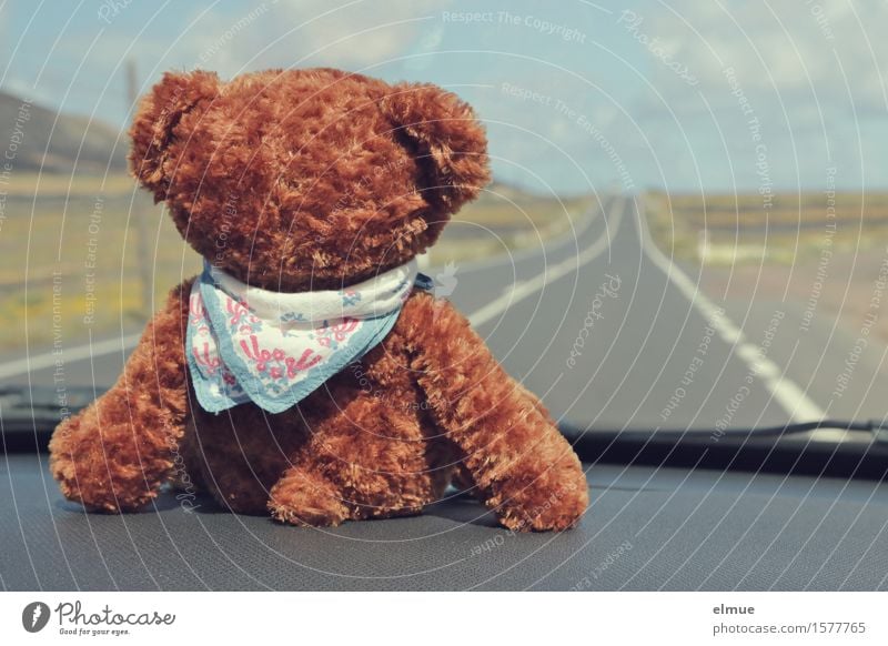 Teddy Per macht Urlaub (21) Ferien & Urlaub & Reisen Ausflug Abenteuer Ferne Freiheit Sommerurlaub Autofahren Straße Teddybär Halstuch Blick sitzen Freude Glück