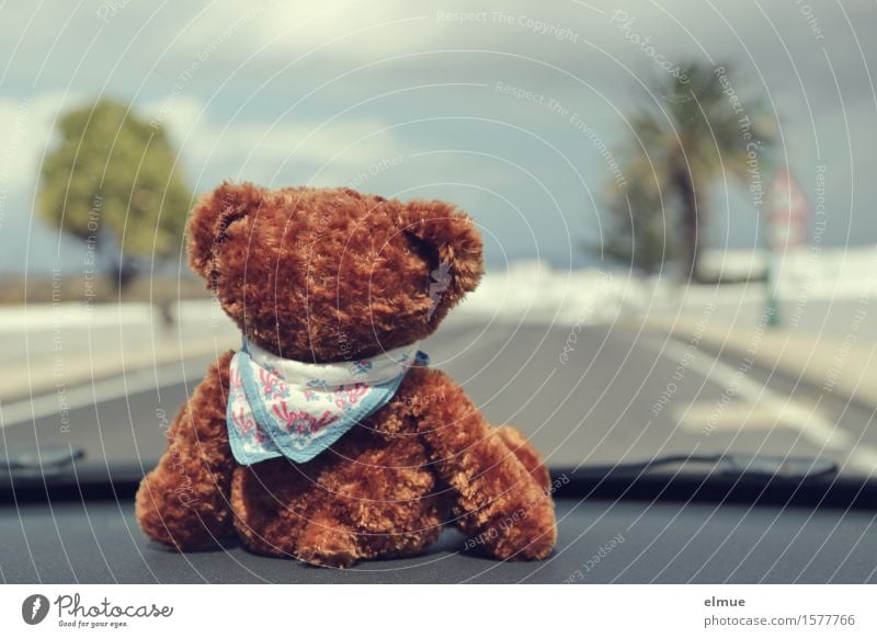 Teddy Per macht Urlaub (8) Himmel Wolken Palme Autofahren Straße Spielzeug Teddybär Stofftiere Halstuch Blick sitzen Zusammensein kuschlig Neugier niedlich