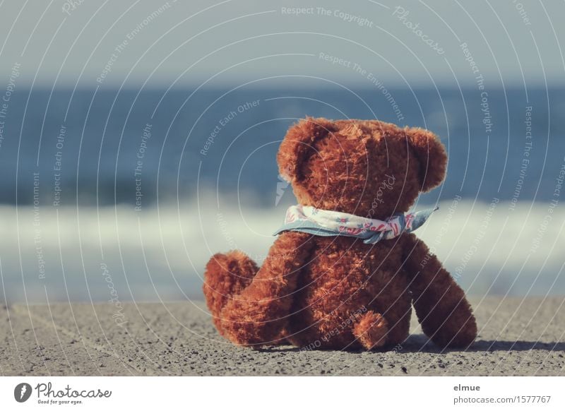 Teddy Per macht Urlaub (10) Wasser Himmel Horizont Schönes Wetter Küste Meer Spielzeug Teddybär Stofftiere Blick sitzen Freude Glück Zufriedenheit Lebensfreude