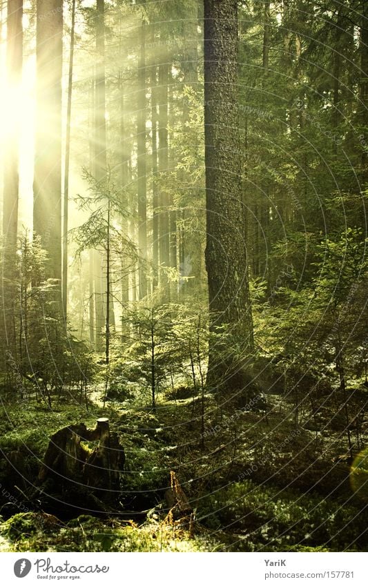 lichtblick Sonne Sonnenstrahlen Baum Wald Licht Lichtstrahl Waldboden Sträucher erleuchten Strahlung grün gelb Wärme