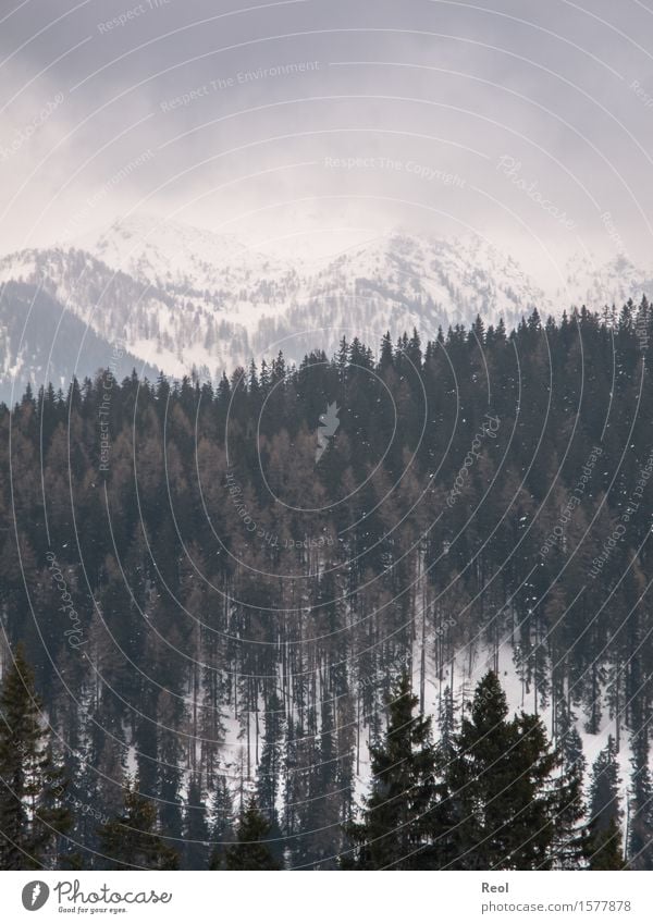 Winterlandschaft Umwelt Natur Landschaft Urelemente Himmel Wolken Gewitterwolken Klima Wetter Nebel Schnee Schneefall Tanne Wald Hügel Alpen Berge u. Gebirge