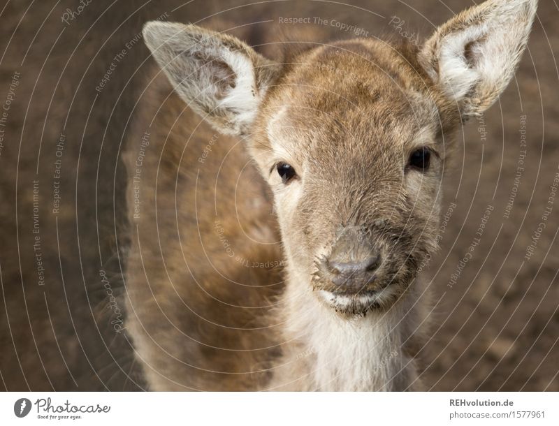 Reh Umwelt Natur Tier beobachten braun Tierjunges Wildtier Zoo Rehkitz Farbfoto Gedeckte Farben Außenaufnahme Menschenleer Hintergrund neutral Tag Unschärfe