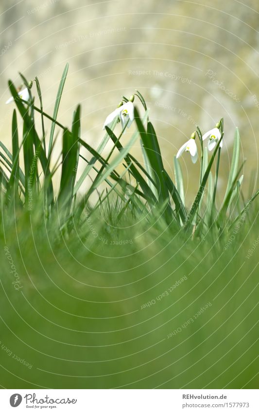 schneeglöckchen Umwelt Natur Pflanze Blume Blühend natürlich grün weiß Frühling Schneeglöckchen Farbfoto Textfreiraum oben Textfreiraum unten Tag