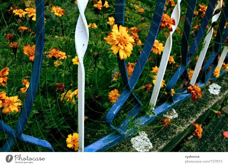 Am Gartenzaun Zaun altmodisch Leben grün Wiese Heimat Romantik Blume Blüte Blühend verschönern Schnörkel Freude Detailaufnahme Park anpflanzen