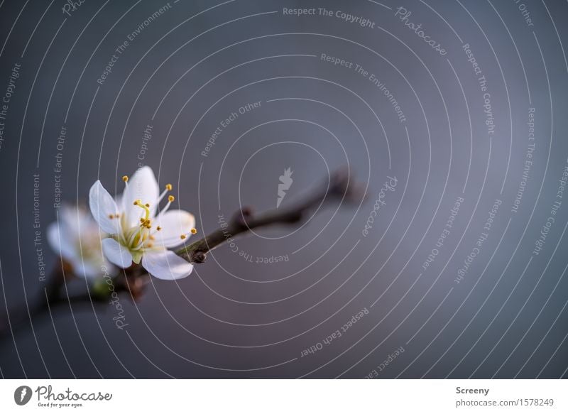 Das Erwachen Natur Pflanze Frühling Blume Sträucher Blüte Park Duft klein weiß Frühlingsgefühle Wachstum Blühend Blattknospe Pollen Ast Farbfoto Außenaufnahme