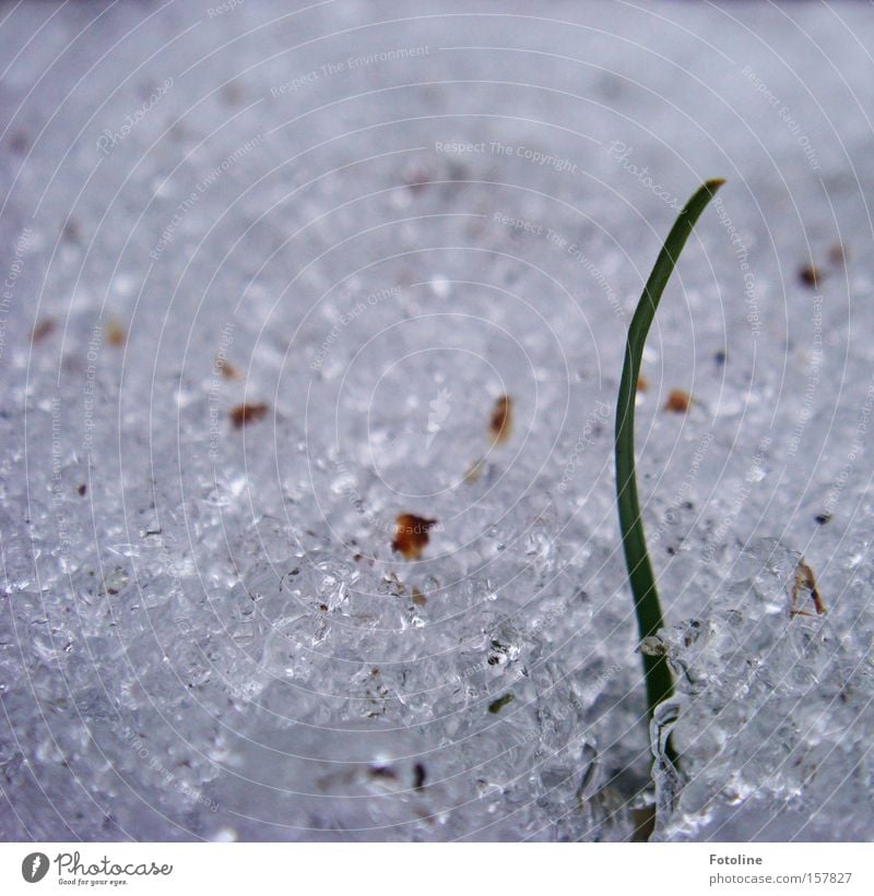 Erste Hoffnung Gras Halm Eis Schnee Winter kalt weiß grün Frühling aufwachen Durchbruch Wiese Pflanze es taut