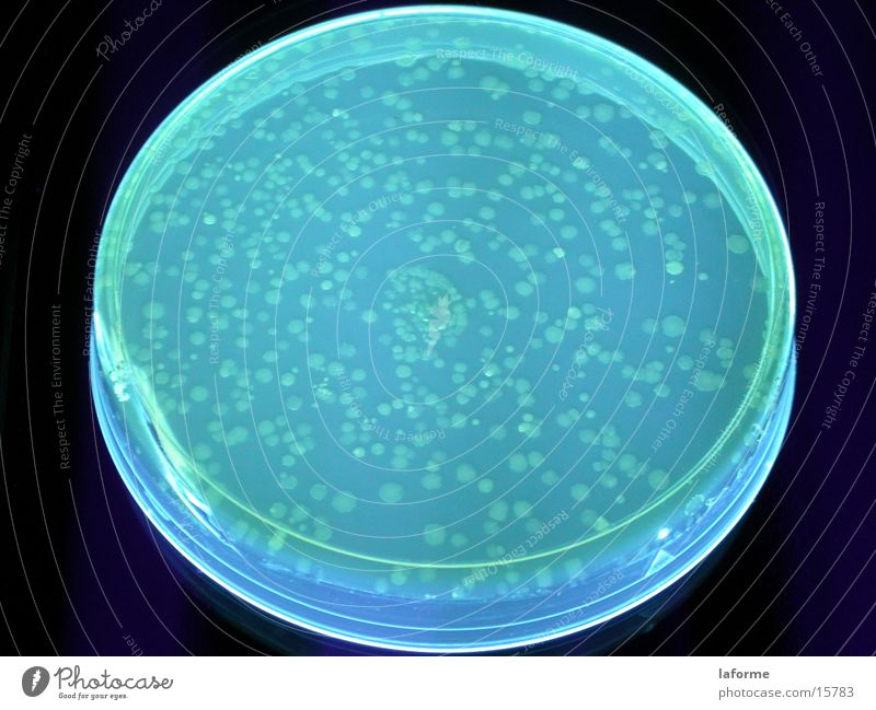 Bakterien Petrischale Labor Wissenschaften UV