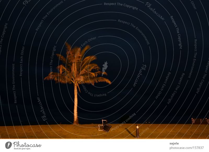 palme im sturm Farbfoto Gedeckte Farben Außenaufnahme Textfreiraum rechts Nacht Kunstlicht Langzeitbelichtung Bewegungsunschärfe Zentralperspektive