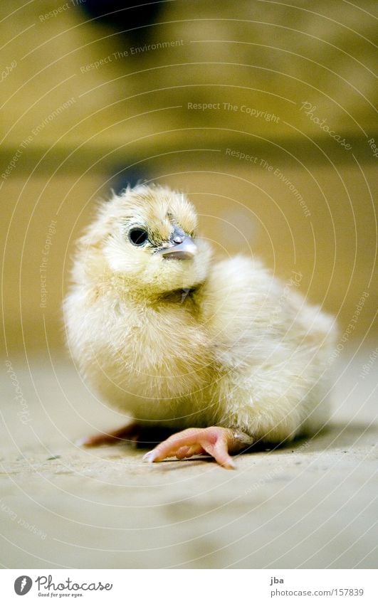 Küken 2 Haushuhn frisch Geburt Blick Neugier Fell Feder Auge Schnabel Tier ausrutschen Vogel geboren Kindheit