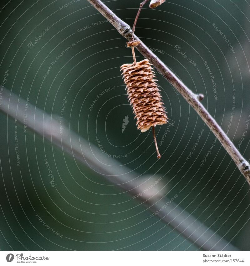 Einsam Baum Herbst grün Einsamkeit Ast Zweig Ahorn Buche Sträucher Blühend lonley