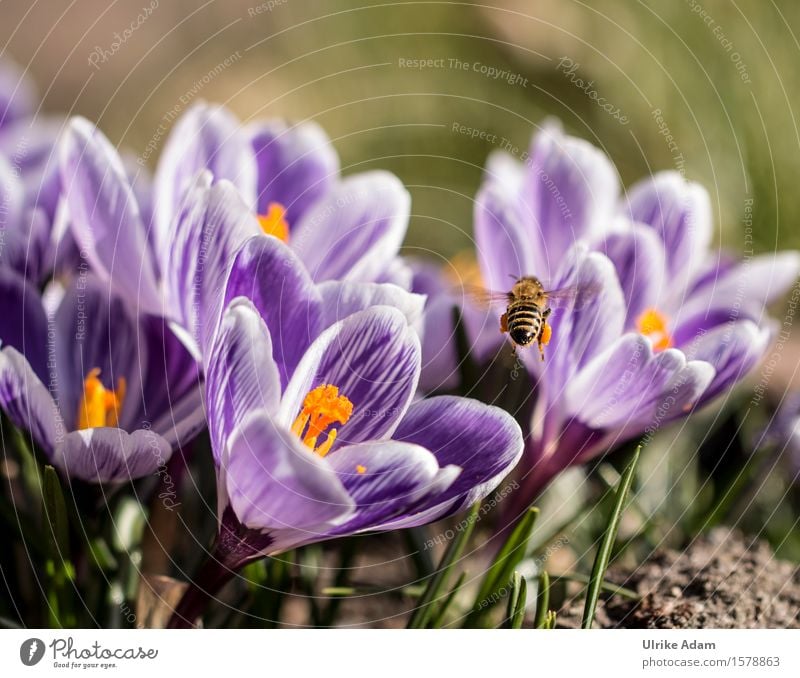 Biene im Frühling am Krokussfeld Natur Pflanze Tier Blume Blüte Krokusse Frühblüher Garten Park Wildtier Insekt 1 Blühend fliegen natürlich wild weich gelb