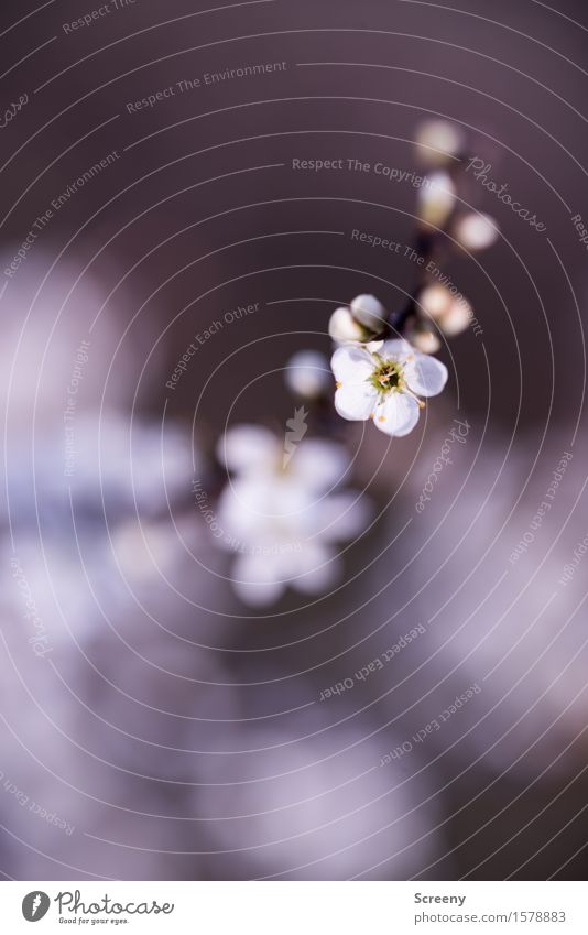 Frühlingserwachen Natur Pflanze Blume Sträucher Blüte Park Wald klein weiß Frühlingsgefühle Blühend Blattknospe Farbfoto Außenaufnahme Makroaufnahme