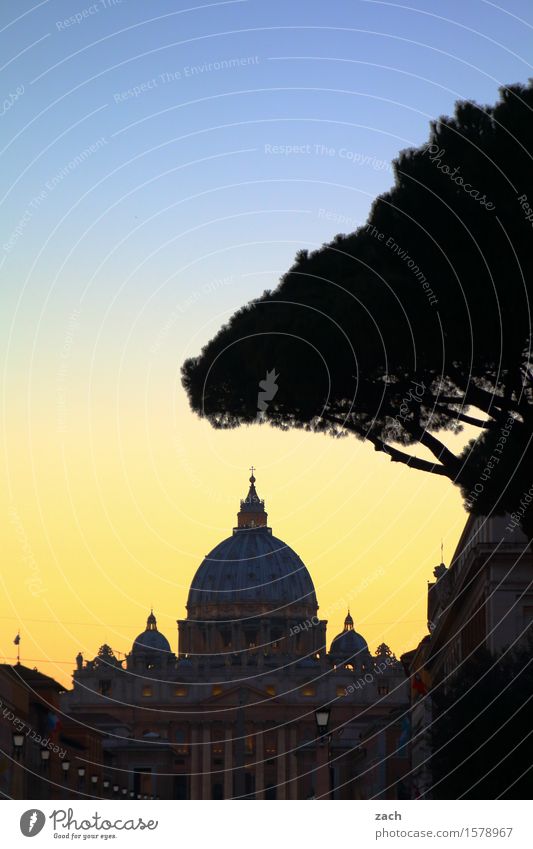 Chez Peter Ferien & Urlaub & Reisen Sightseeing Städtereise Himmel Sonnenaufgang Sonnenuntergang Baum Pinie Rom Vatikan Italien Stadt Hauptstadt Stadtzentrum