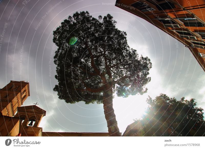 Mittelpunkt Himmel Wolken Gewitterwolken Sonnenlicht Regen Pflanze Baum Pinie Rom Italien Stadt Hauptstadt Altstadt Haus Kirche Dom Burg oder Schloss Platz Turm