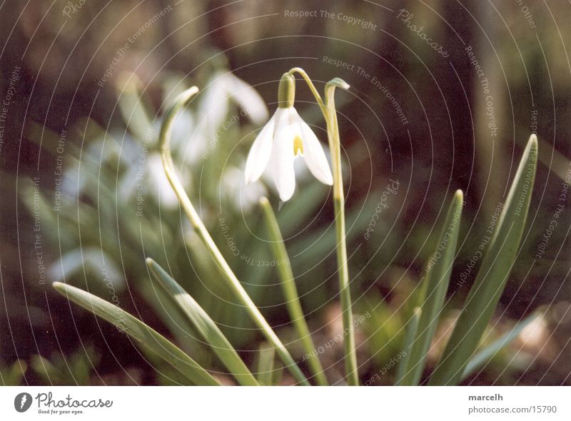 Schneeglöckchen Blume Fühling