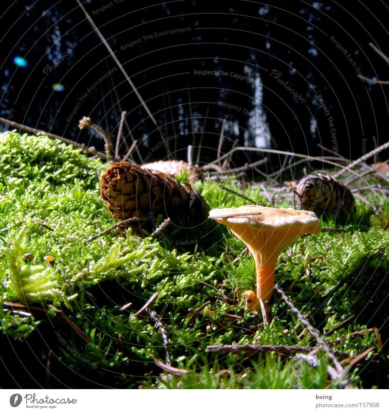 Tannenzäpfle Pilz falsch Pfifferlinge Zapfen Wald Moos Schönes Wetter Waldlichtung Zecke Gemüse Pilze sammeln Eierschwammerl Tannennadel