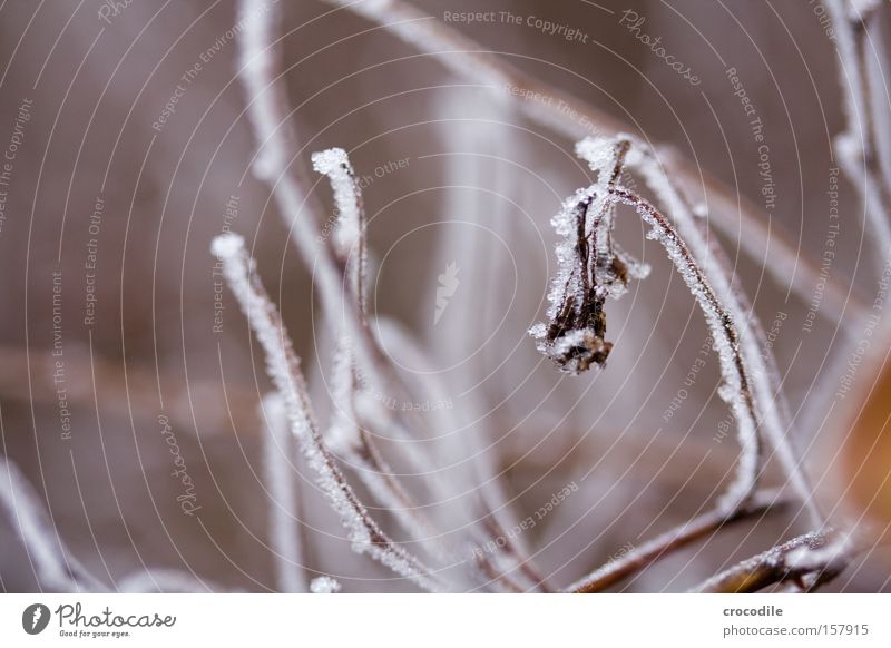 Winterimpression gefroren Sträucher Pflanze Tod Eis Schnee Makroaufnahme Nahaufnahme Blüte schön