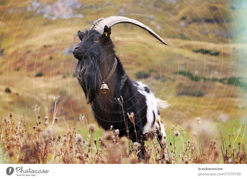 bockig drauf Umwelt Natur Landschaft Pflanze Tier Herbst Gras Sträucher Grünpflanze Hügel Alpen Berge u. Gebirge Nutztier Ziegenbock 1 grün schwarz weiß Stolz