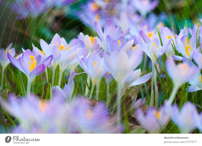 ganz nett, oder ??? Frühling Blume Blüte Krokusse blau violett grün Garten schön