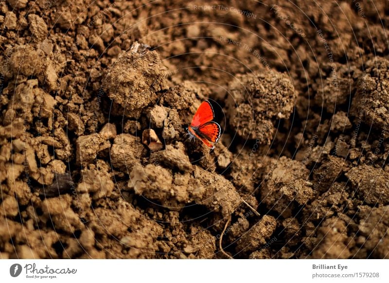 Kontraststark Leben Sommer Garten Natur Pflanze Tier Feld sitzen ästhetisch klein braun rot Vertrauen Geborgenheit Tierliebe nachhaltig Umwelt brown