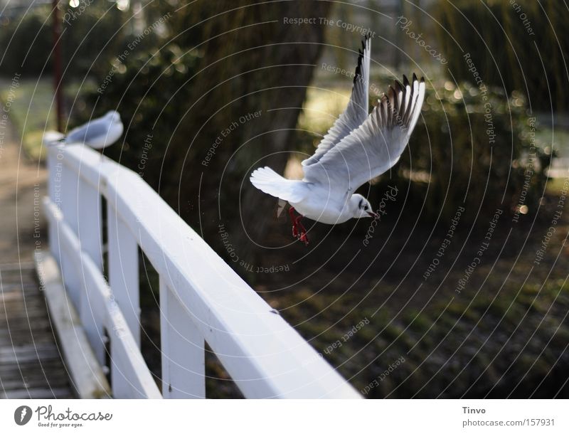 up and away Möwe Park Holzbrücke Brückengeländer Abheben Vogel Flügel Beginn ruhig fliegen Holzgeländer Vogelflug