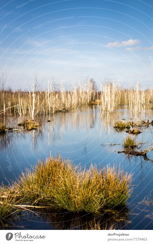 Blick ins Moor Ferien & Urlaub & Reisen Tourismus Ausflug Abenteuer Ferne Freiheit Umwelt Natur Landschaft Pflanze Tier Frühling Schönes Wetter Baum Gras Sumpf