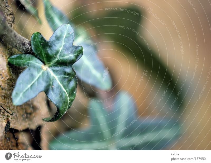 immer grün Efeu Kletterpflanzen Blatt Baum Symbole & Metaphern Volksglaube Verbundenheit umgänglich braun Makroaufnahme Nahaufnahme Eppich Haftwurzeln Tradition