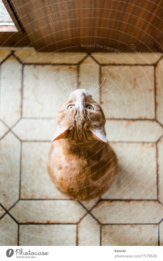 Katzenklappe Häusliches Leben Wohnung Eingangstür Fliesen u. Kacheln Tier Haustier Tiergesicht Fell 1 Blick sitzen warten authentisch niedlich rot selbstbewußt