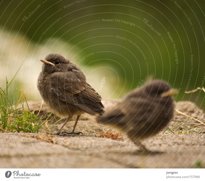 Traute Zweisamkeit Vogel Küken Gartenrotschwanz Einigkeit Ehe Ehekrise Scheidung Stress Glück Rotschwanz Außenaufnahme Farbfoto 2 Tierporträt