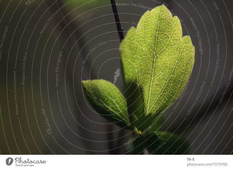 Blatt Natur Pflanze Frühling Herbst Blühend leuchten ästhetisch authentisch einfach elegant natürlich braun grün schwarz Gelassenheit geduldig ruhig einzigartig