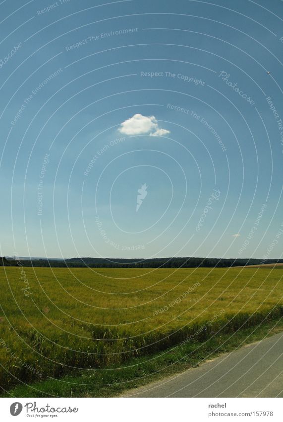 Eine Wolke stört noch keinen Sommer Wohlgefühl Erholung Ferien & Urlaub & Reisen Landwirtschaft Ackerbau Natur Landschaft Himmel Wolken Schönes Wetter Wärme