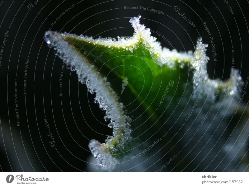 SpitzLicht Raureif Frost Winter Blatt frieren gefroren Schnee Eiskristall Lichtstrahl glänzend chribier