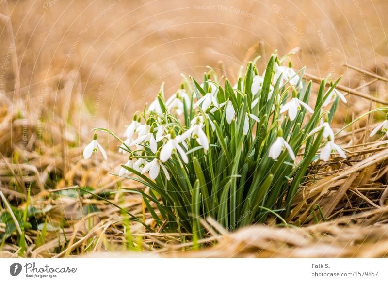 Schneeglöckchen Natur Pflanze Frühling Blume Gras Blatt Blüte Wildpflanze Frühblüher Stroh Wiese Wald ästhetisch frisch trocken braun grün weiß Frühlingsgefühle