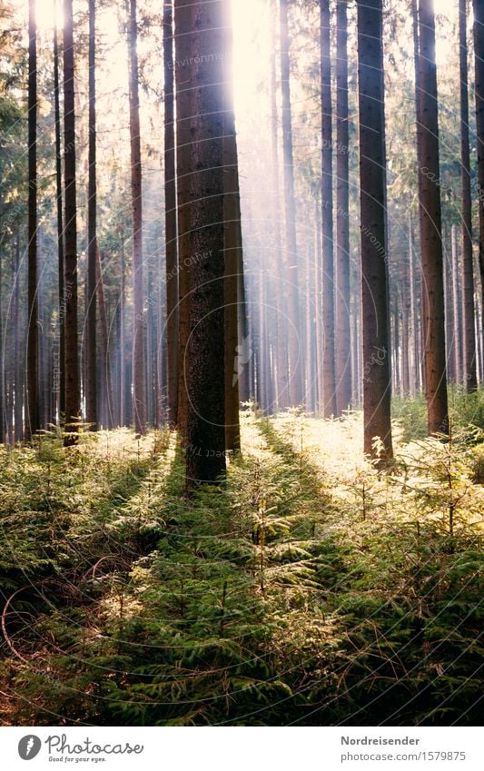 Waldfrühling Ausflug Sommer wandern Natur Landschaft Pflanze Sonne Frühling Schönes Wetter Baum positiv Stimmung Fröhlichkeit Hoffnung Erholung erleben