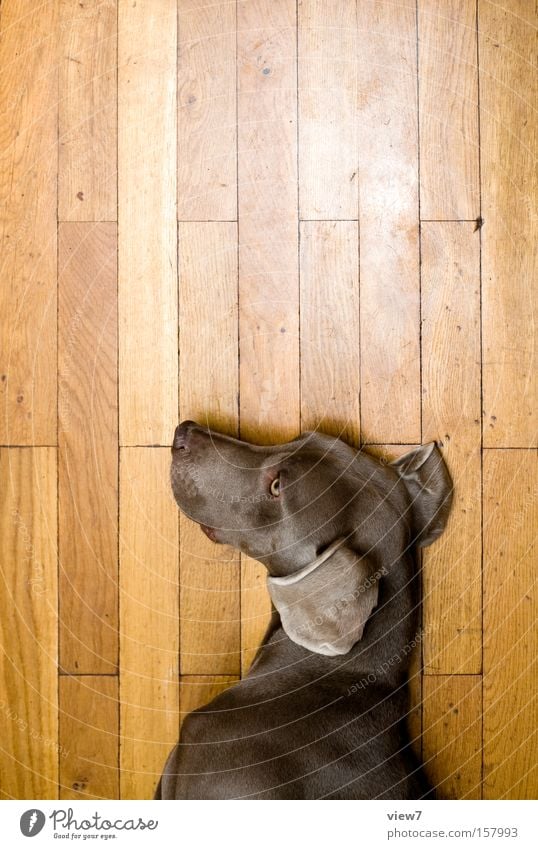 Hundepuppe Puppe liegen Halbschlaf schlafen Spielen gestikulieren Gesichtsausdruck Weimaraner Parkett Holz Ohr Fell Detailaufnahme Säugetier Langeweile Schauze