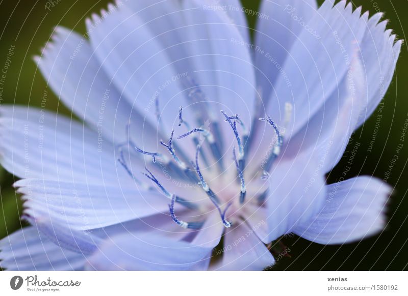 Makroaufnahme einer blauen Blüte Wegwarte vor dunkelgrünem Hintergrund Wildpflanze Pflanze Sommer Blume Weizenfeld Staubfäden Feld weiß Vor dunklem Hintergrund